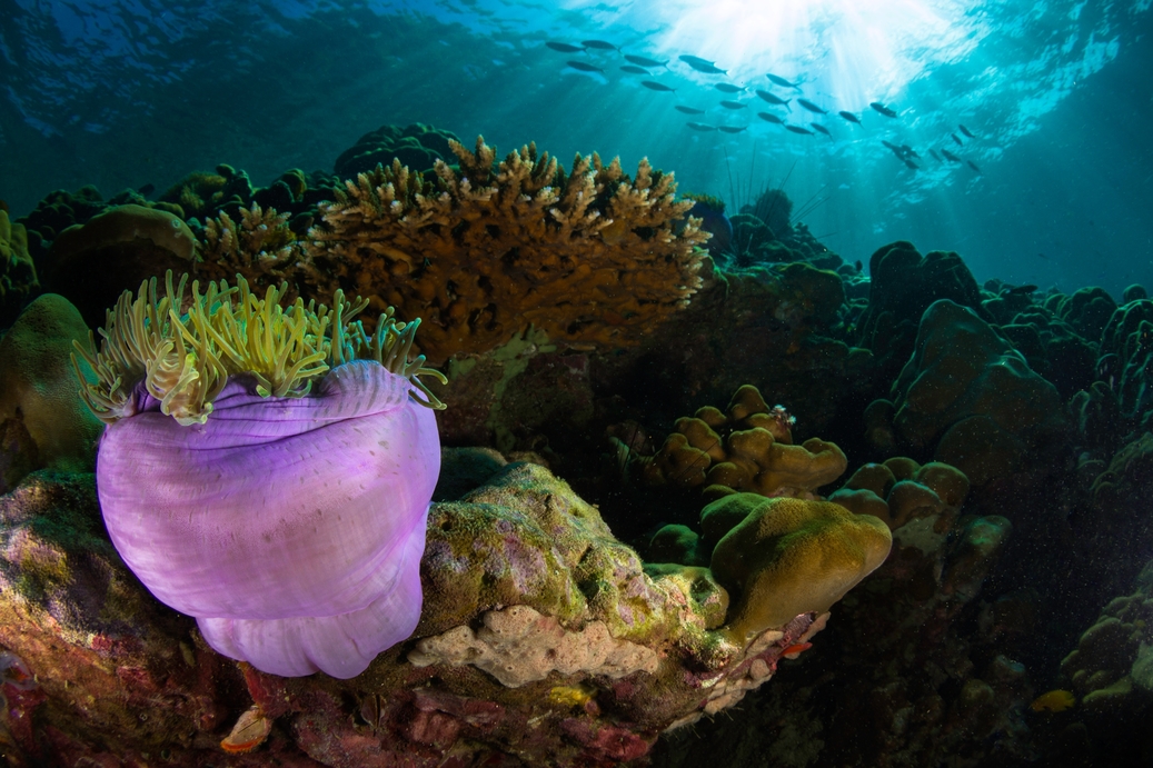 Suncare Central Blog Image: Proud to be reef friendly